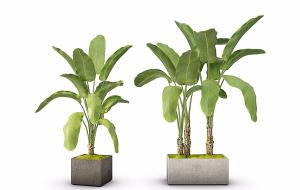 不同花盆的鹤望兰盆栽植物