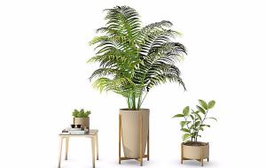 金钱树、散尾葵盆栽植物