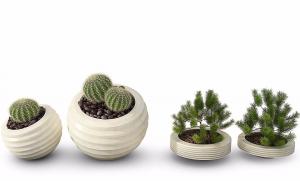 仙人球、南洋杉盆栽植物