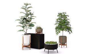 形似赤丹山茶、形似菜豆树盆栽植物