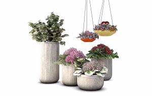 福禄桐、小天蓝绣球盆栽植物