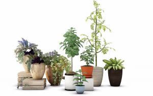 皂荚、形似常春藤盆栽植物