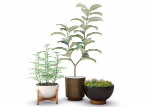 鹅掌柴、形似君迁子盆栽植物