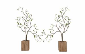 形似枣树盆栽植物