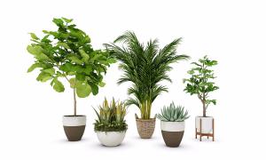 大琴叶榕、散尾葵、芦荟盆栽植物