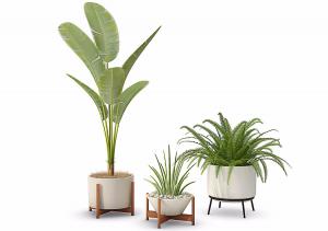 鹤望兰、肾蕨、风兰盆栽植物