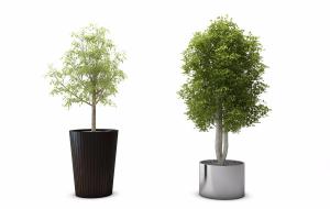 樟树、形似木棉盆栽植物