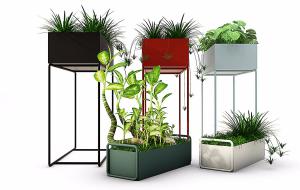 花盆架、彩叶万年青、菖蒲盆栽植物