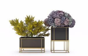 银荆、绣球盆栽植物