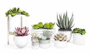 黑王子、山地玫瑰、红爪盆栽植物