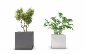 春羽、形似樟树盆栽植物