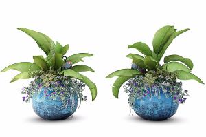 美人蕉、角堇盆栽植物