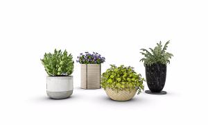 广东金钱草、形似蕨、形似碧冬茄盆栽植物