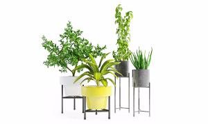 绿萝、六月雪盆栽植物