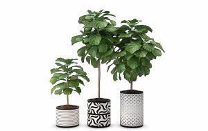 黑白图案花盆、大琴叶榕盆栽植物