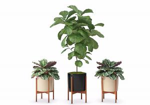 孔雀竹芋、白掌盆栽植物