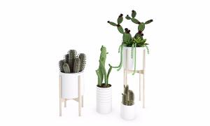 仙人球、仙人掌盆栽植物