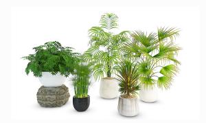 臭椿、散尾葵、形似蒲葵盆栽植物