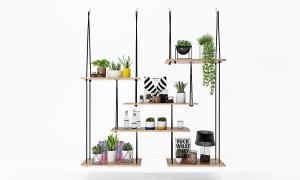 金边虎尾兰、仙人球、常春藤盆栽植物