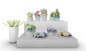 多种多肉植物组合