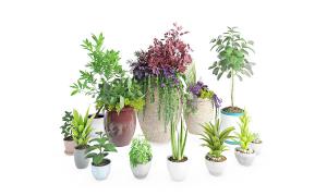 彩叶草、鹅掌柴、蜘蛛抱蛋盆栽植物