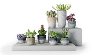 水塔花、花月夜 多肉盆栽植物