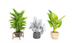 海宇、形似棕桐盆栽植物