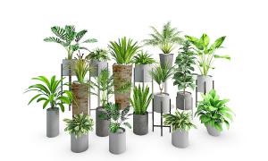 金边虎尾兰、龟背竹、凤尾竹 盆栽植物