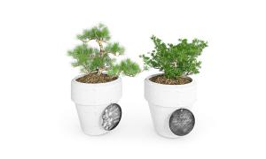 蓬莱松、罗汉松盆栽植物