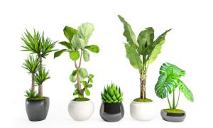 龟背竹、大琴叶榕盆栽植物