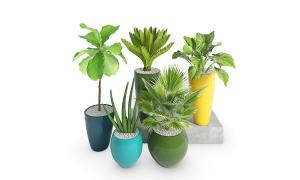 大琴叶榕、海宇、形似绿叶蔓绿绒盆栽植物