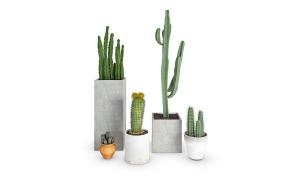 多种仙人掌盆栽植物