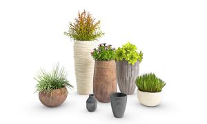 莲花掌、牵牛花、形似槲寄生盆栽植物