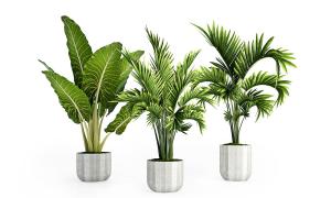 海芋、散尾葵盆栽植物