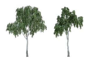 枝干粗壮高挑的槐树 景观树木