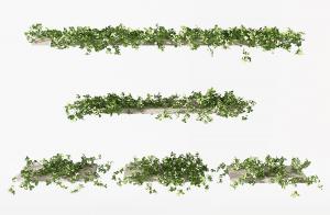 摆放在是木架上的藤蔓植物