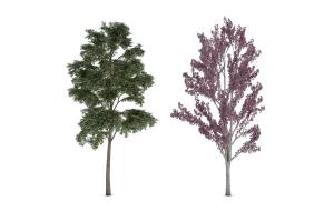 园林绿化常用的红花檵木 景观树木