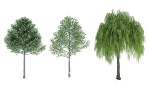 白桦树、垂柳 景观树木