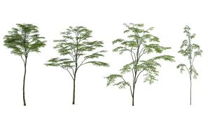 枝干柔细树叶稀疏的景观树木