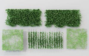 爬山虎植物藤蔓植物墙