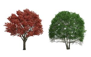 榕树和类似凤凰木的景观树木