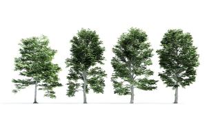 四棵树叶稠密高大的杨树 景观树木