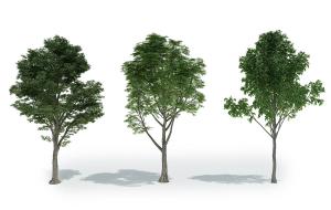 形态各异的榕树景观树木