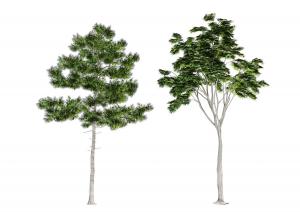 枝干挺拔的马尾松和类似槐树的景观树木