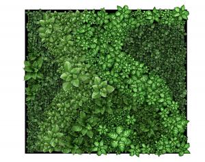 像草莓叶子的冷水花植物墙