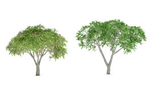 开着白花的糖胶树 景观树木