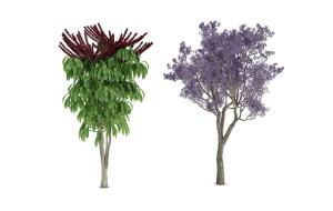 蓝花满树的蓝花楹 景观树木