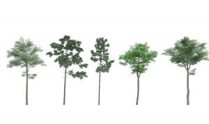 景观树木之造型不一的松树、粗榧树