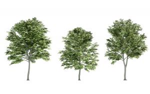 三棵枝繁叶茂、圆形树冠乔木 景观树木