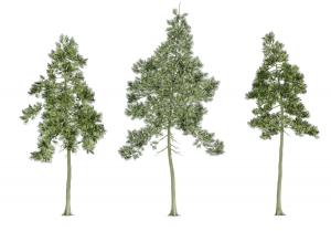 三棵类似黑松的景观树木